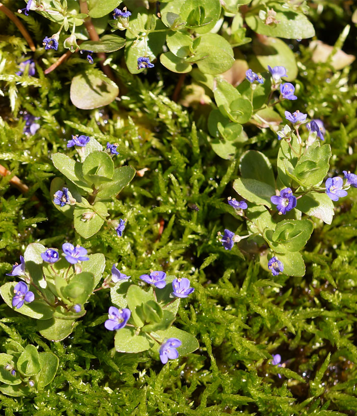 Image of Veronica beccabunga ssp. muscosa specimen.