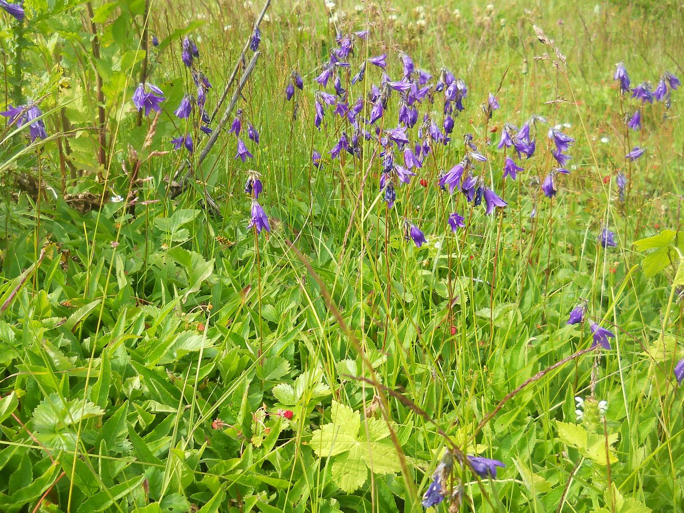 Image of Campanula collina specimen.