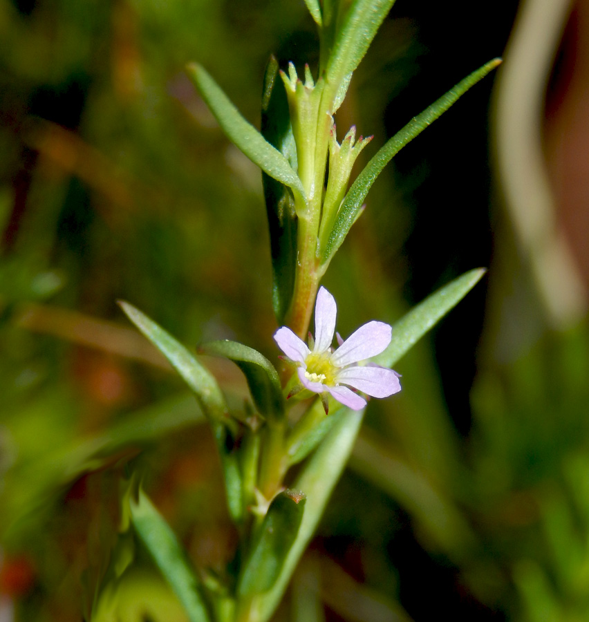 Image of Lythrum hyssopifolia specimen.