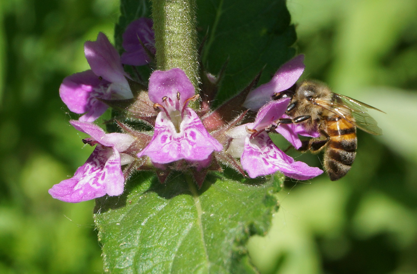 Изображение особи Stachys palustris.