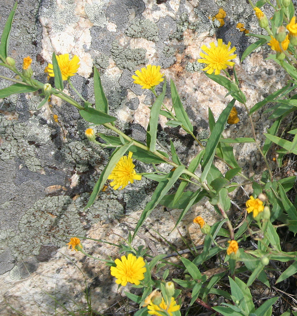 Image of Hieracium virosum specimen.