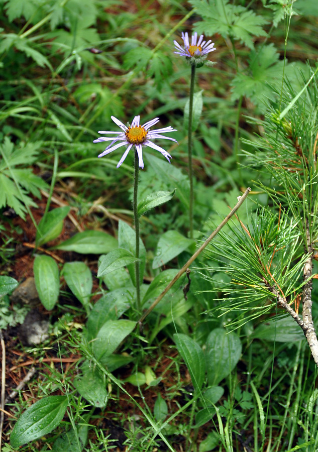 Изображение особи Erigeron flaccidus.