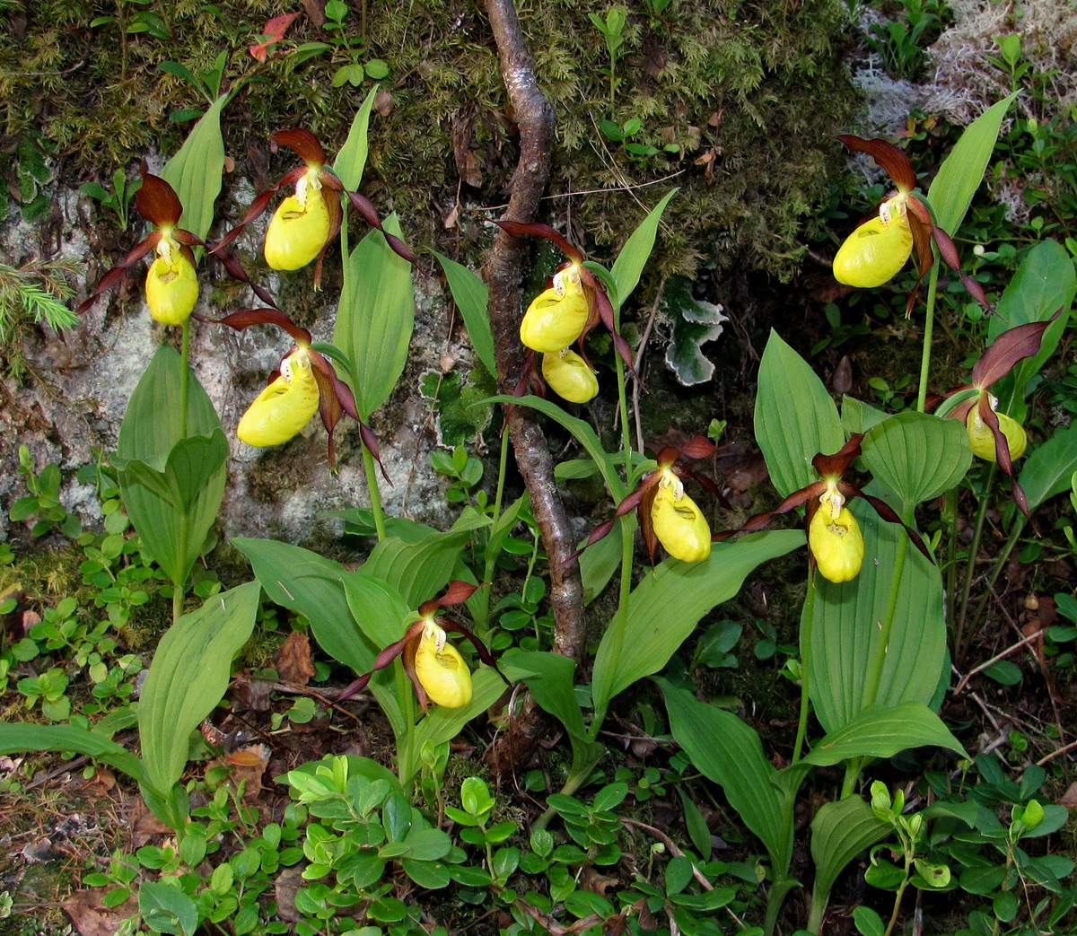 Image of Cypripedium calceolus specimen.