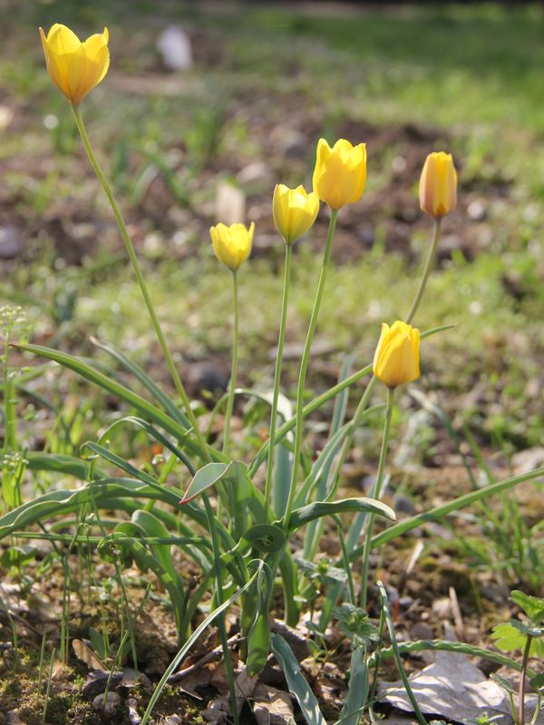Изображение особи Tulipa scharipovii.