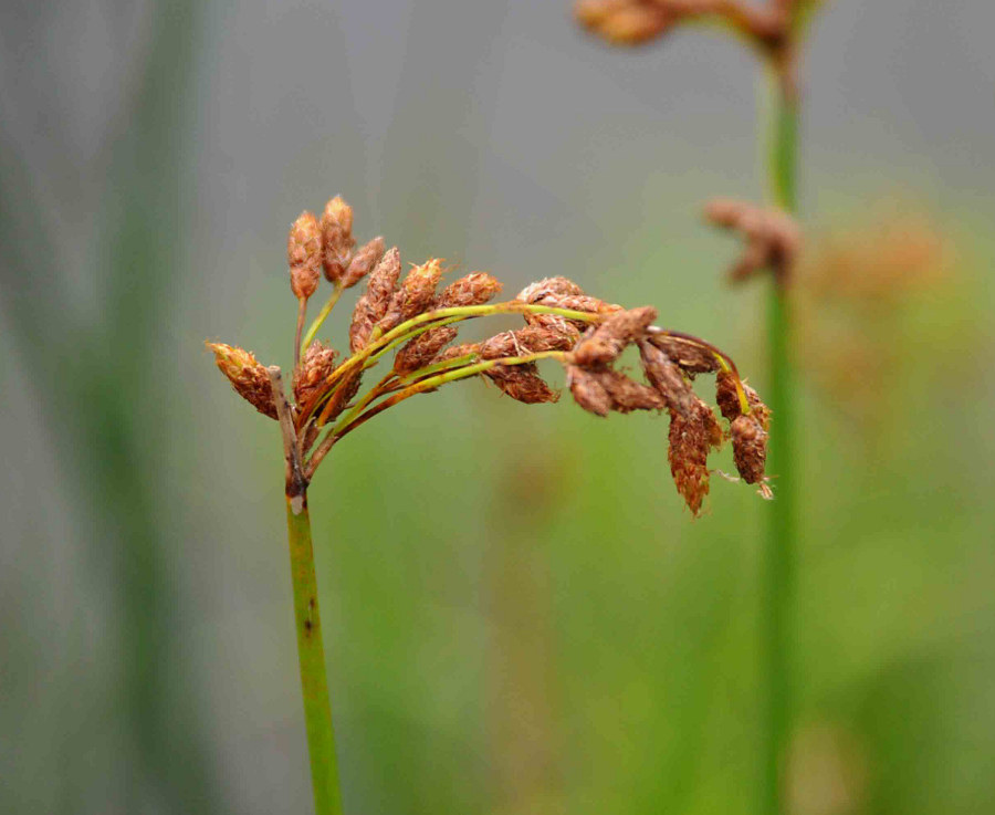 Image of Schoenoplectus hippolyti specimen.