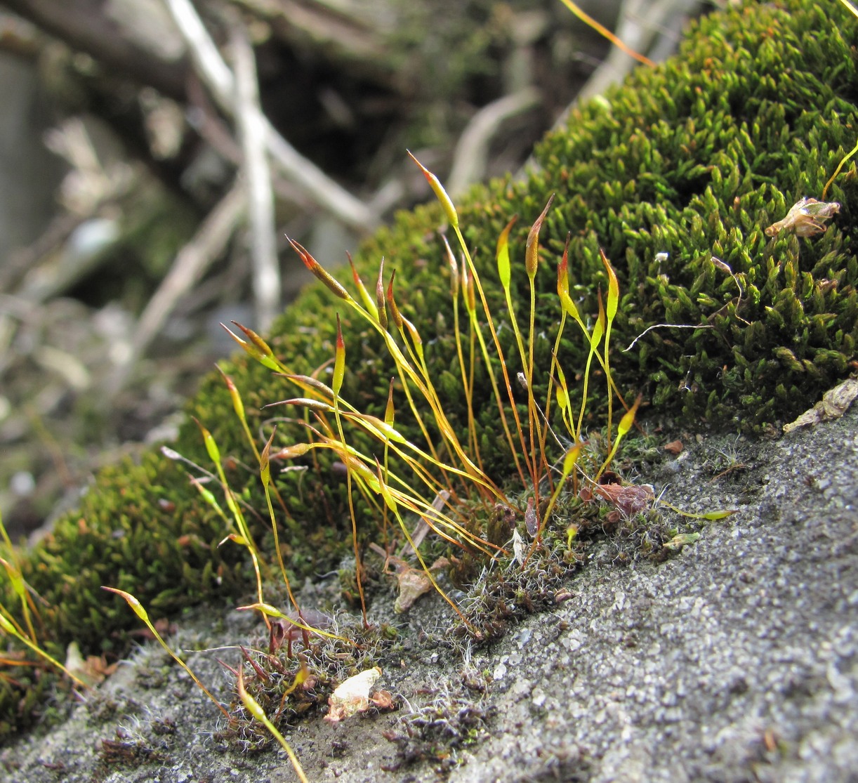 Image of familia Pottiaceae specimen.