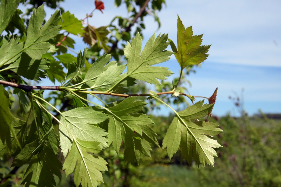 Image of Crataegus rhipidophylla specimen.