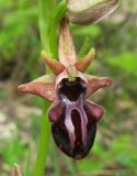 Ophrys mammosa. Цветок. Крым, Бахчисарайский р-н, гора Бакла, разреженный дубовый лес. 1 мая 2016 г.
