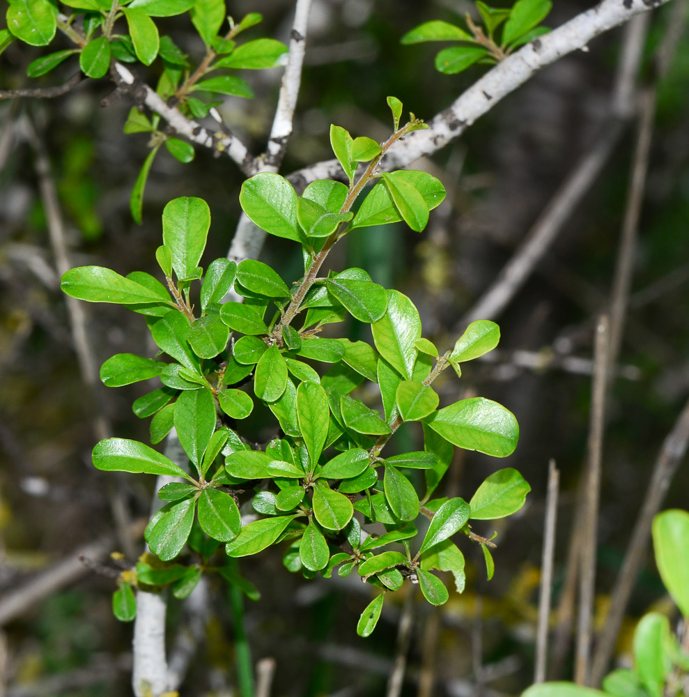 Image of Rhamnus lycioides specimen.