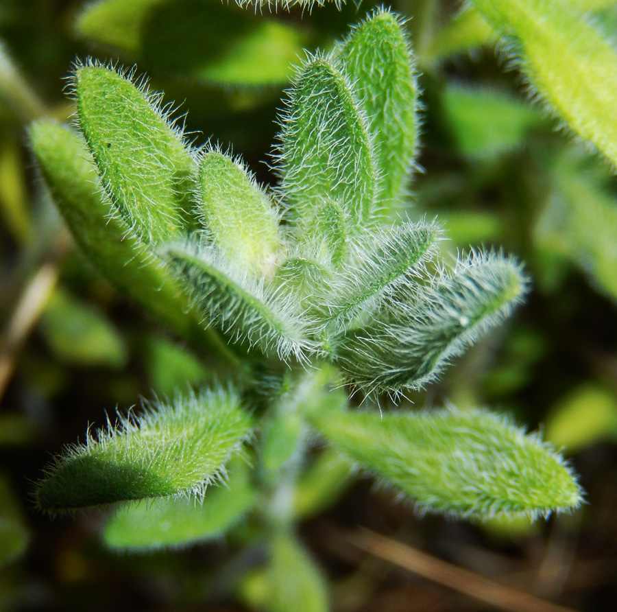 Изображение особи Thymus markhotensis.