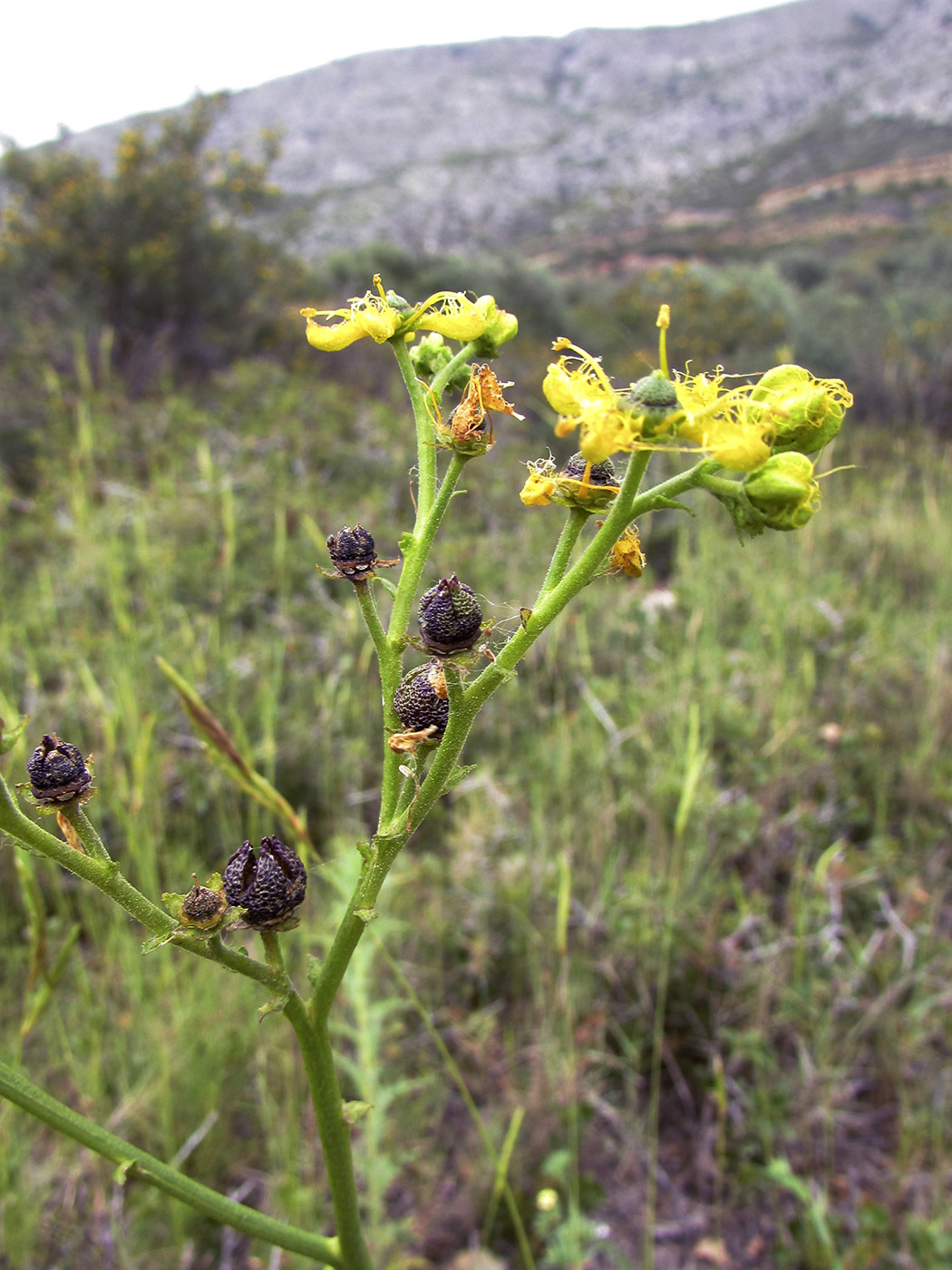 Image of Ruta angustifolia specimen.