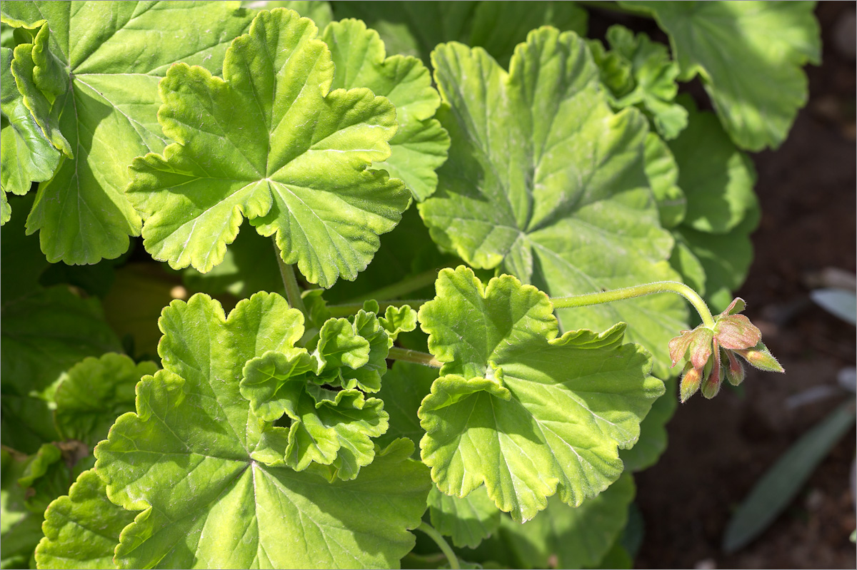 Изображение особи Pelargonium hortorum.