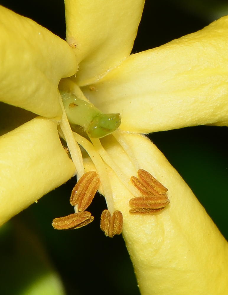 Image of Hymenosporum flavum specimen.