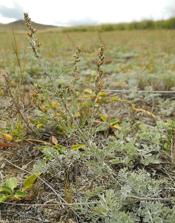 Изображение особи Artemisia nitrosa.