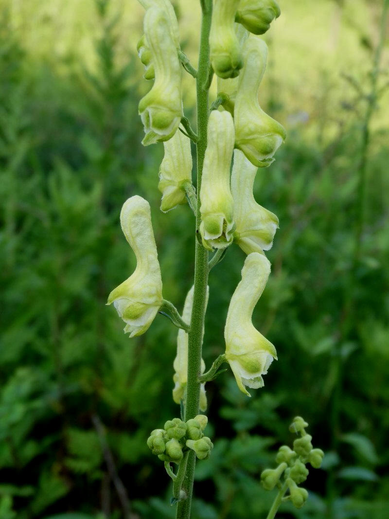 Изображение особи Aconitum kirinense.