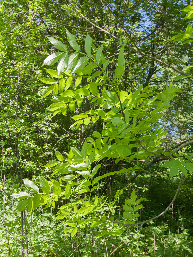 Image of Fraxinus excelsior specimen.