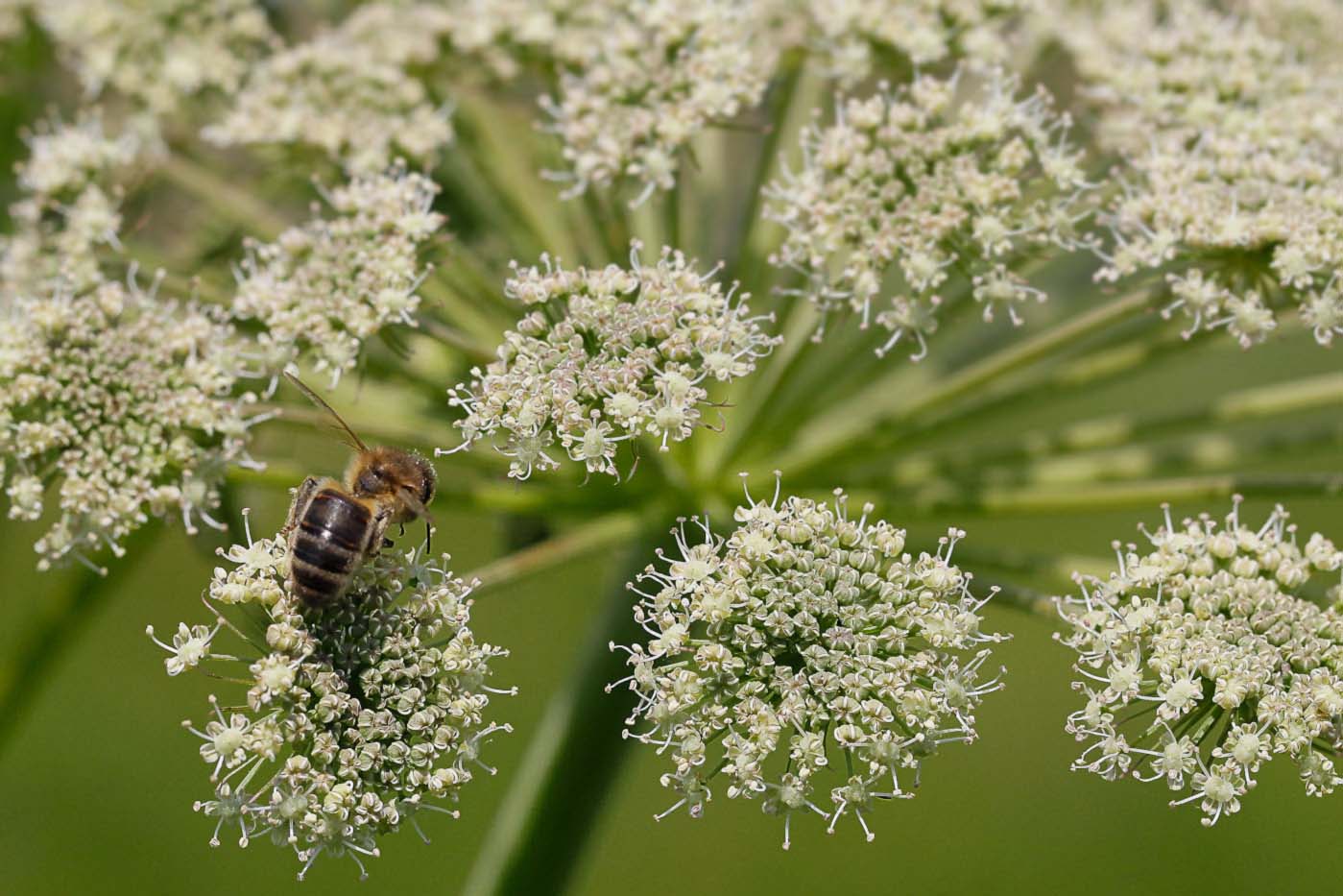 Изображение особи Angelica sylvestris.