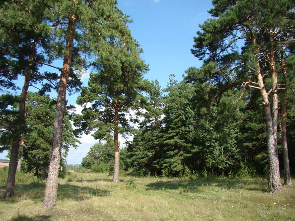 Изображение особи Pinus sylvestris.