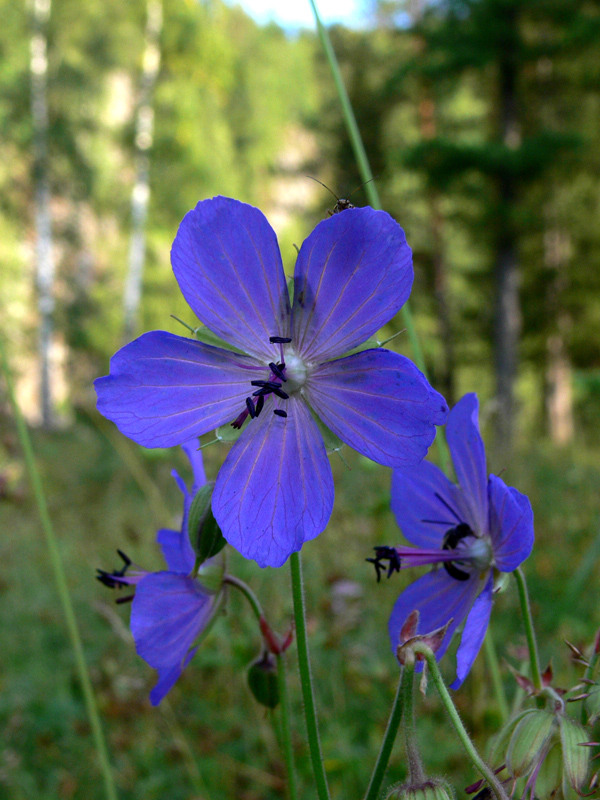 Изображение особи Geranium pratense.