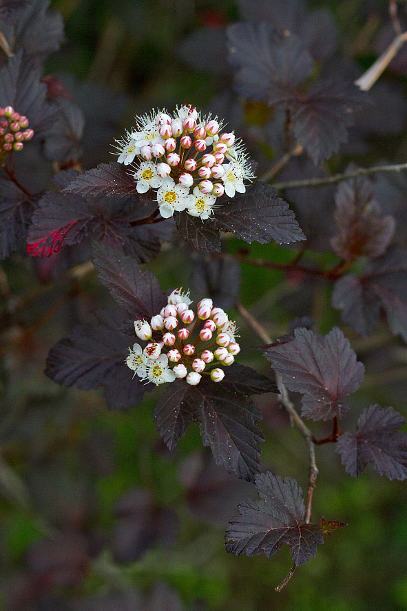 Image of Physocarpus opulifolius specimen.