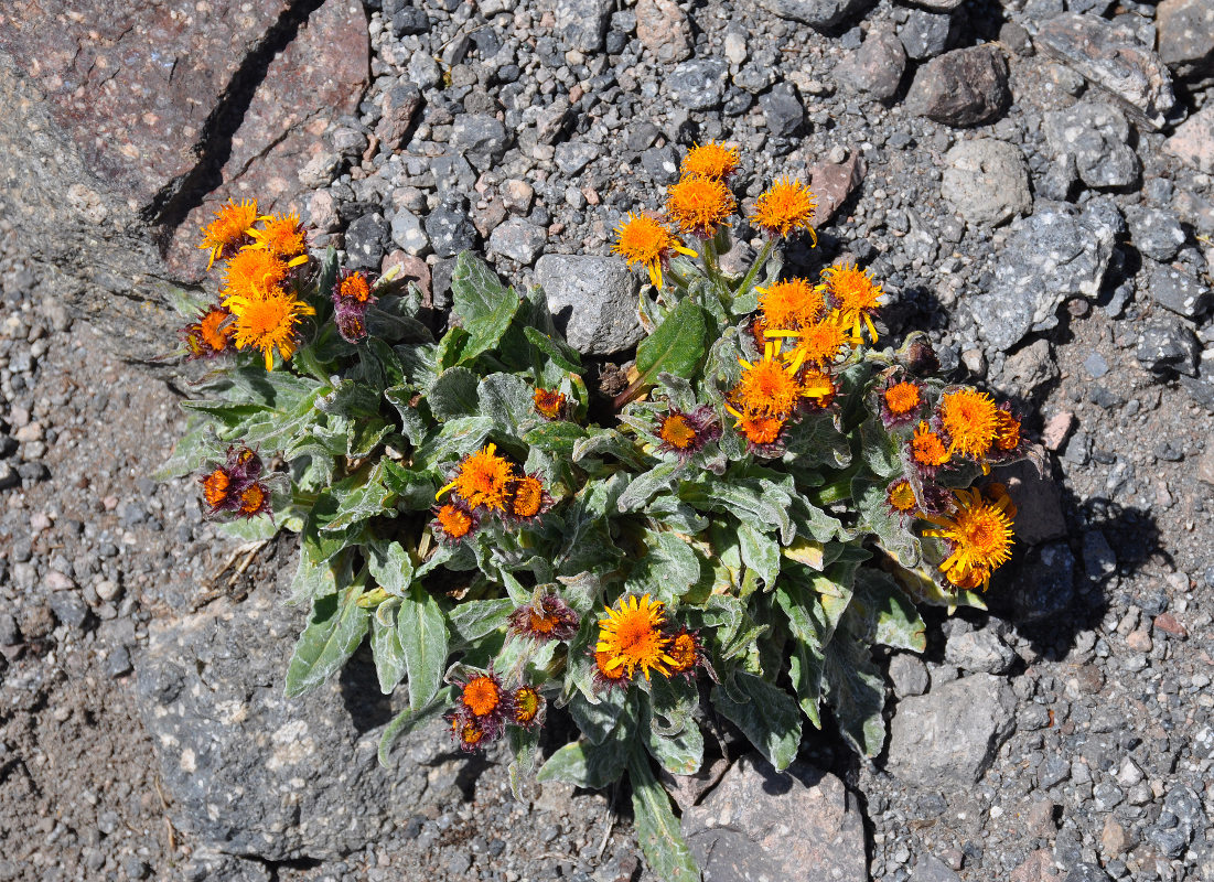 Image of Tephroseris karjaginii specimen.