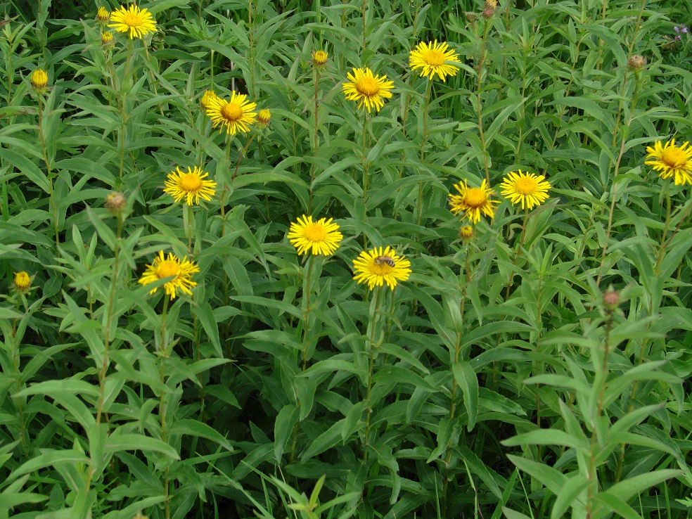 Image of Inula salicina specimen.