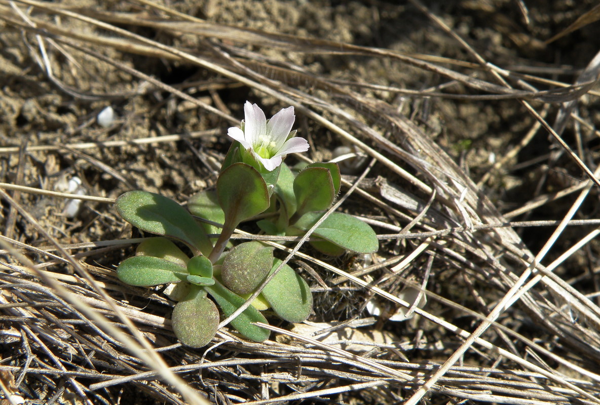 Image of Holosteum umbellatum specimen.