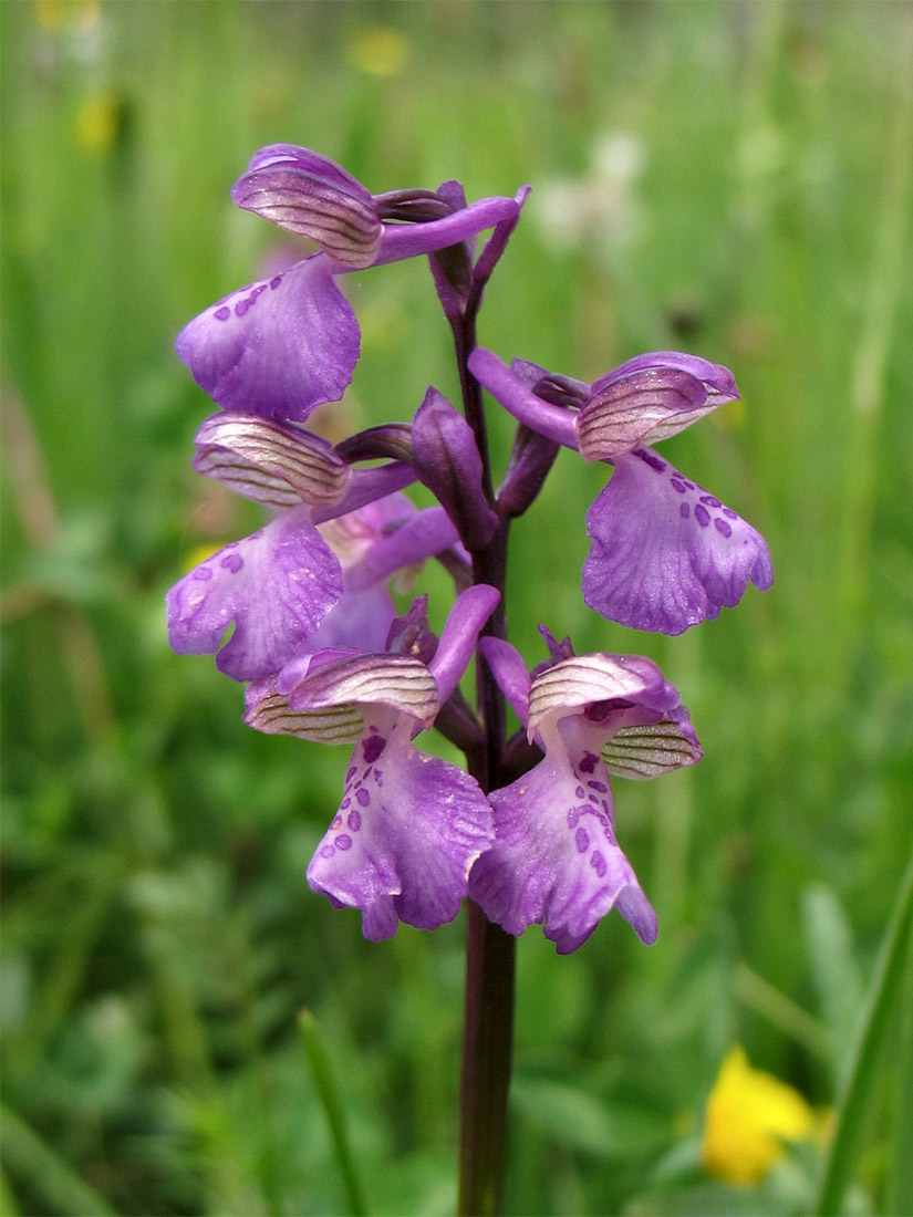 Изображение особи Anacamptis morio.