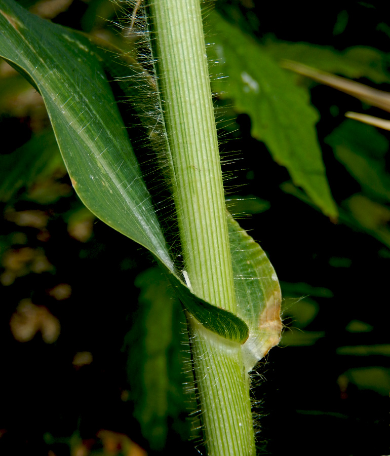 Image of Panicum miliaceum specimen.