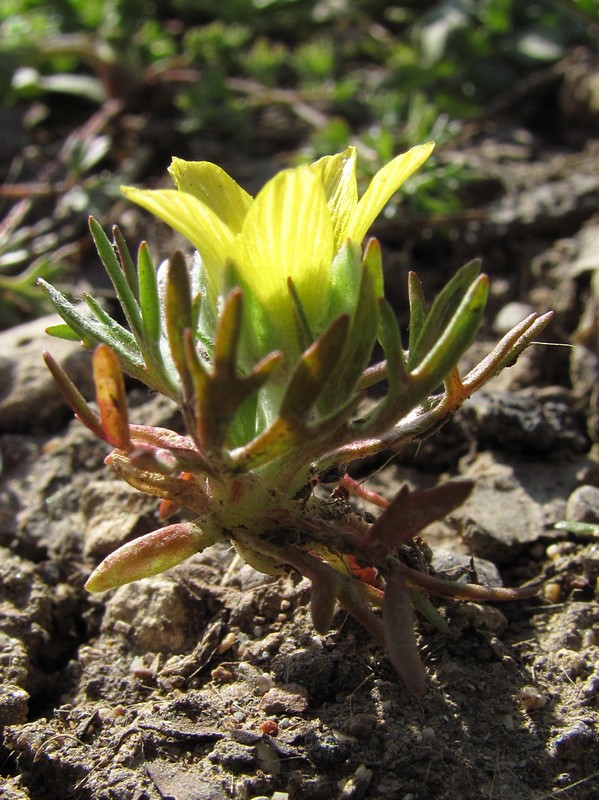 Image of Ceratocephala incurva specimen.