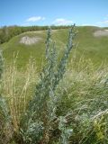 Artemisia sericea. Зацветающие растения. Ульяновская обл., Карсунский р-н, окр. с. Теньковка, гряда мергелисто-меловых склонов к р. Урень и её правому притоку к северу и востоку от села. 7 июля 2015 г.