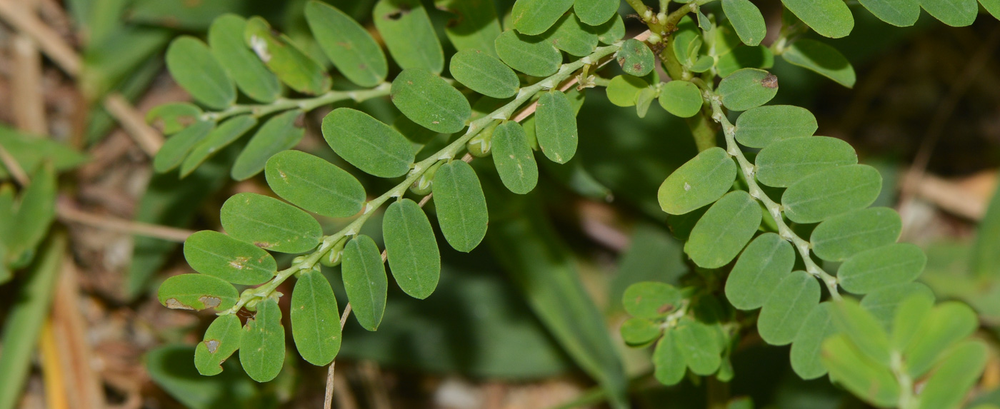 Image of Phyllanthus amarus specimen.