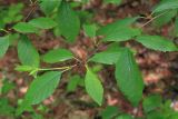 Betula dauurica