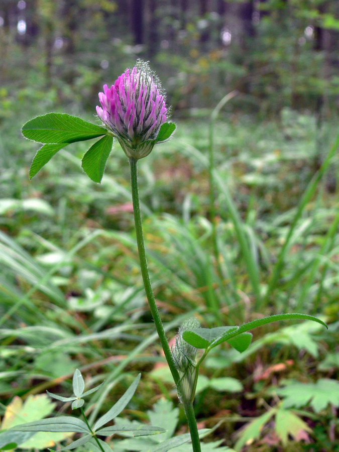 Image of Trifolium pratense specimen.