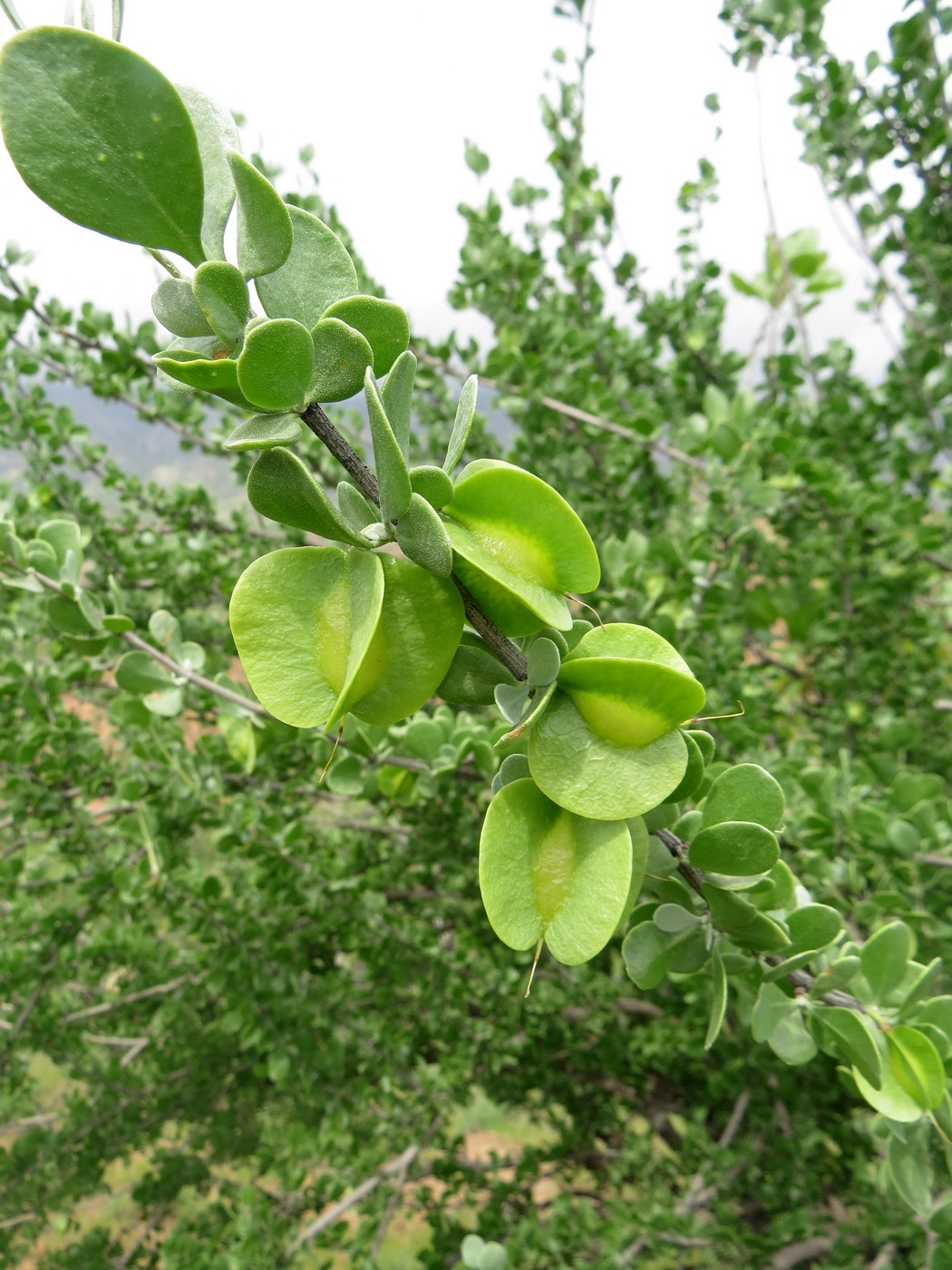 Изображение особи Zygophyllum gontscharovii.