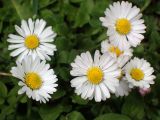 Bellis perennis. Соцветия. Москва, Воронцовский парк, газон. 04.06.2017.