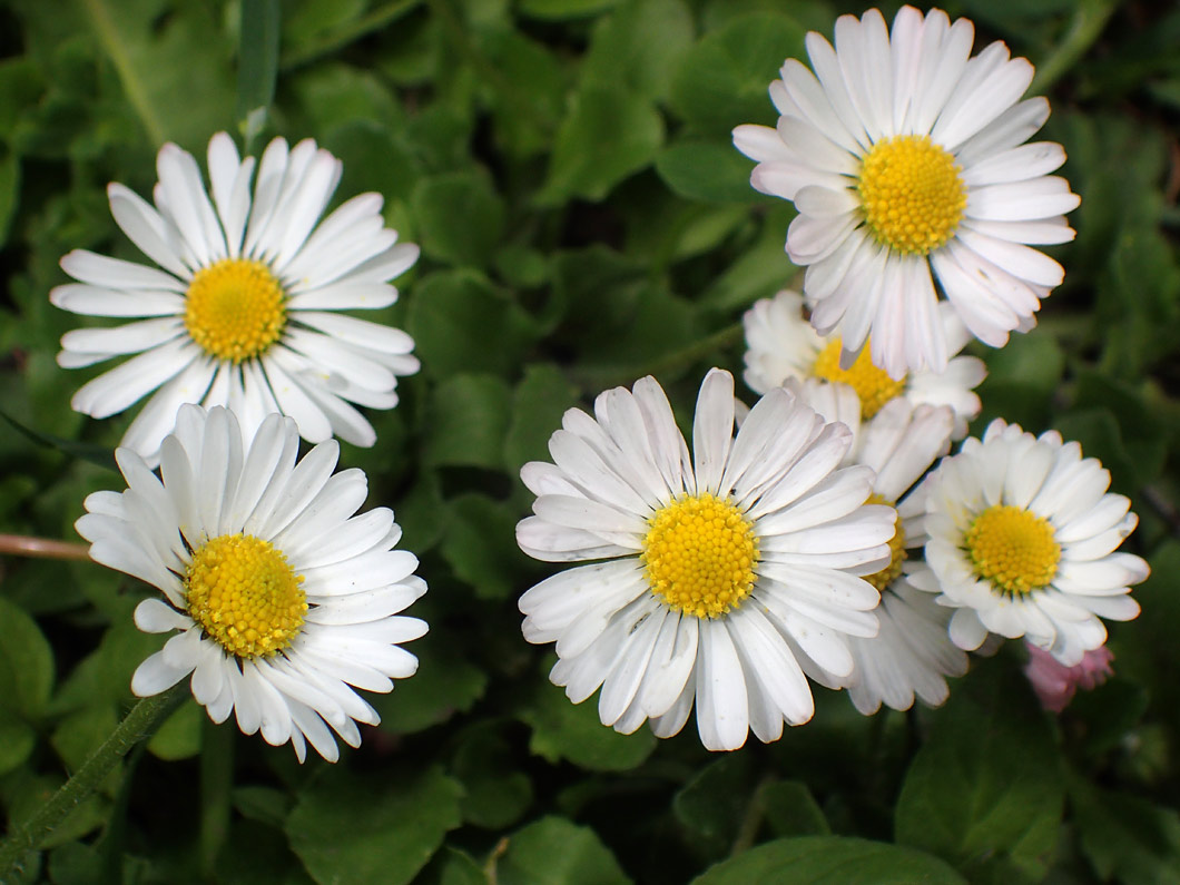 Image of Bellis perennis specimen.