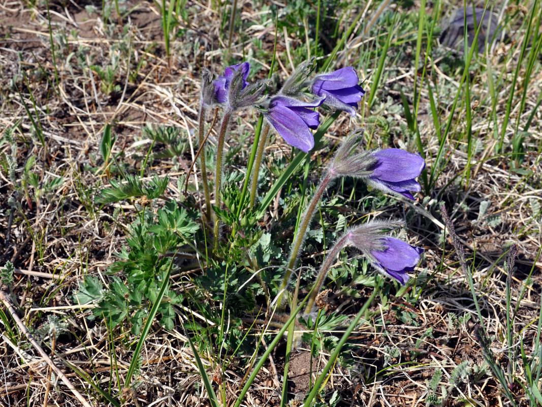 Image of Pulsatilla regeliana specimen.