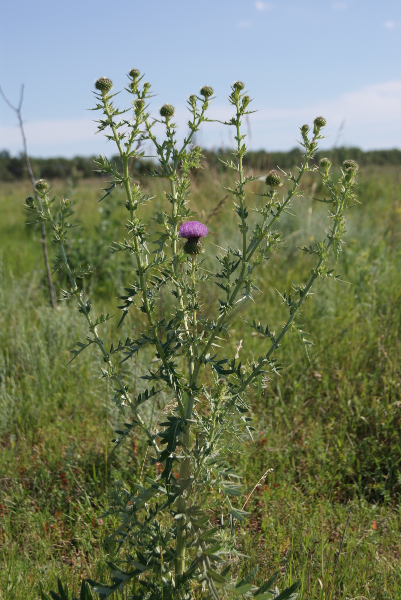 Image of Cirsium serrulatum specimen.