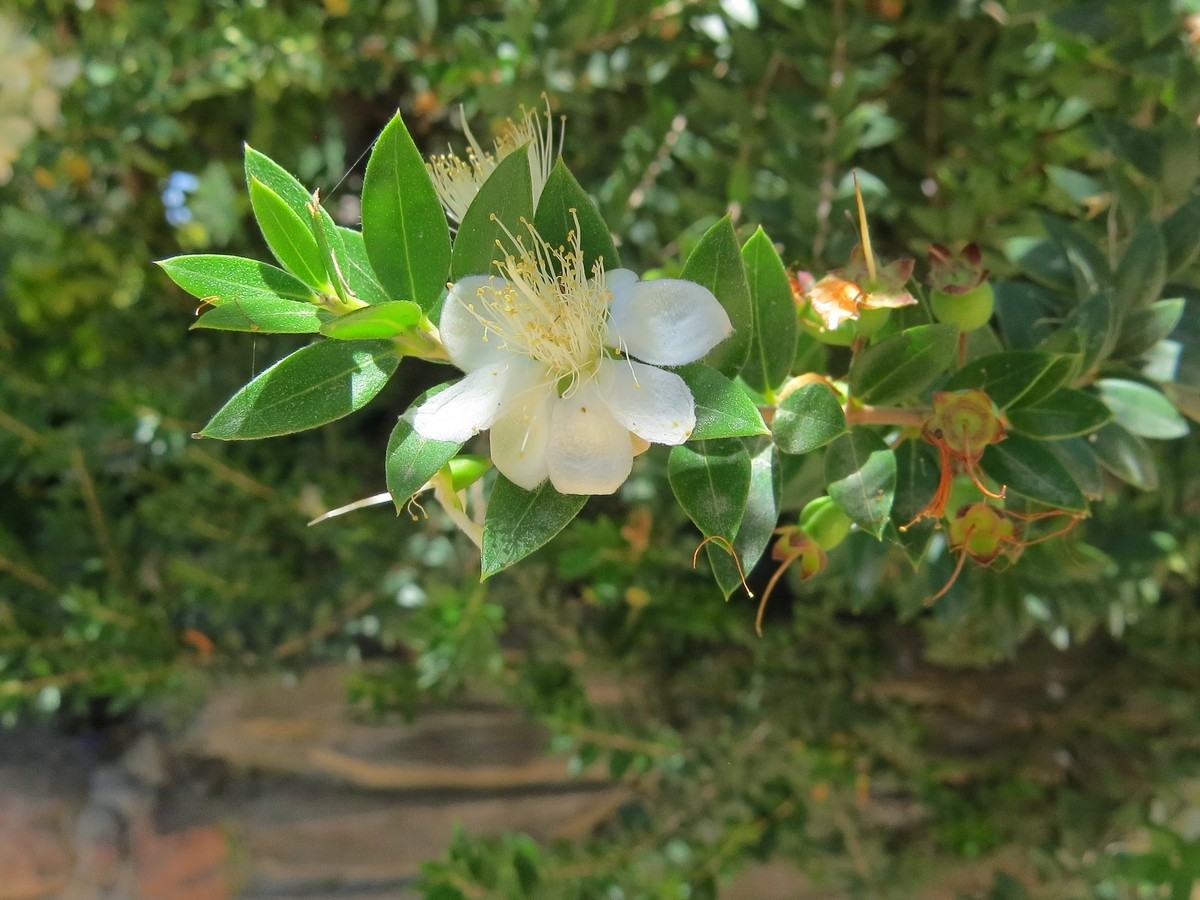 Image of Myrtus communis specimen.