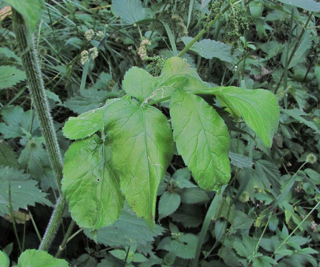 Изображение особи Heracleum chorodanum.