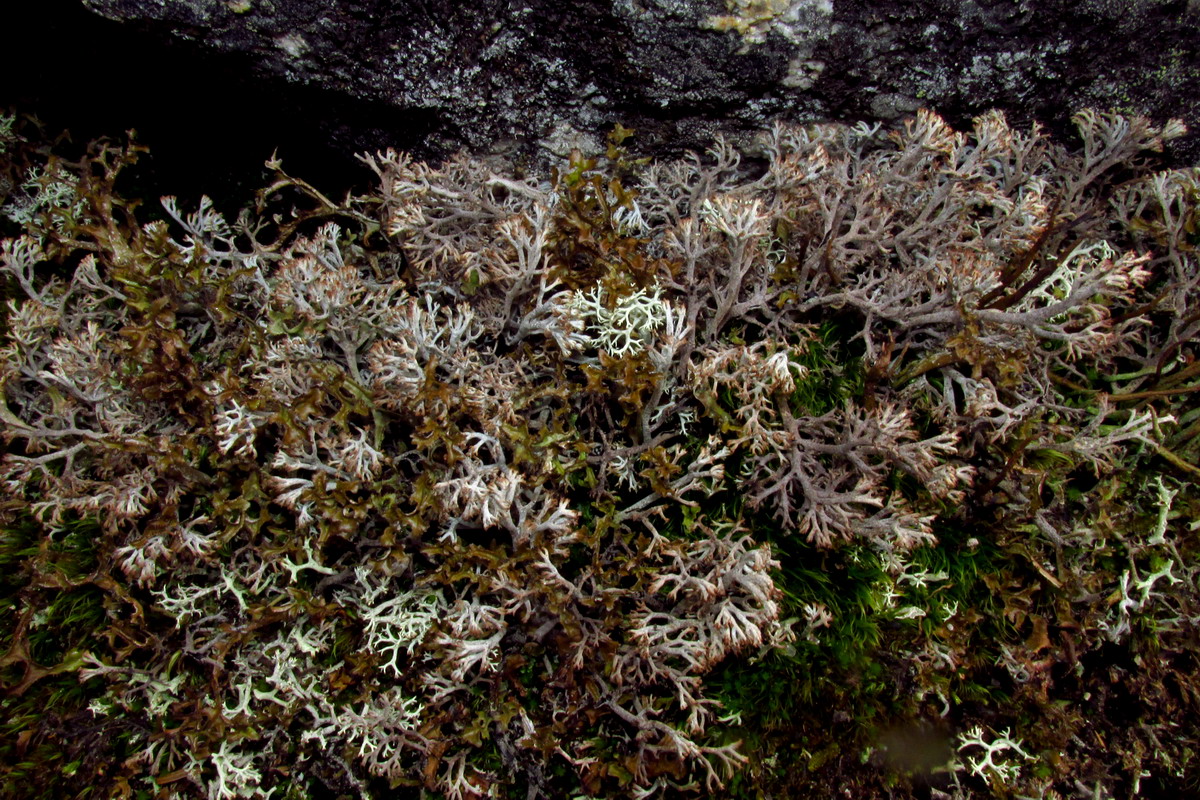 Изображение особи Cladonia stygia.