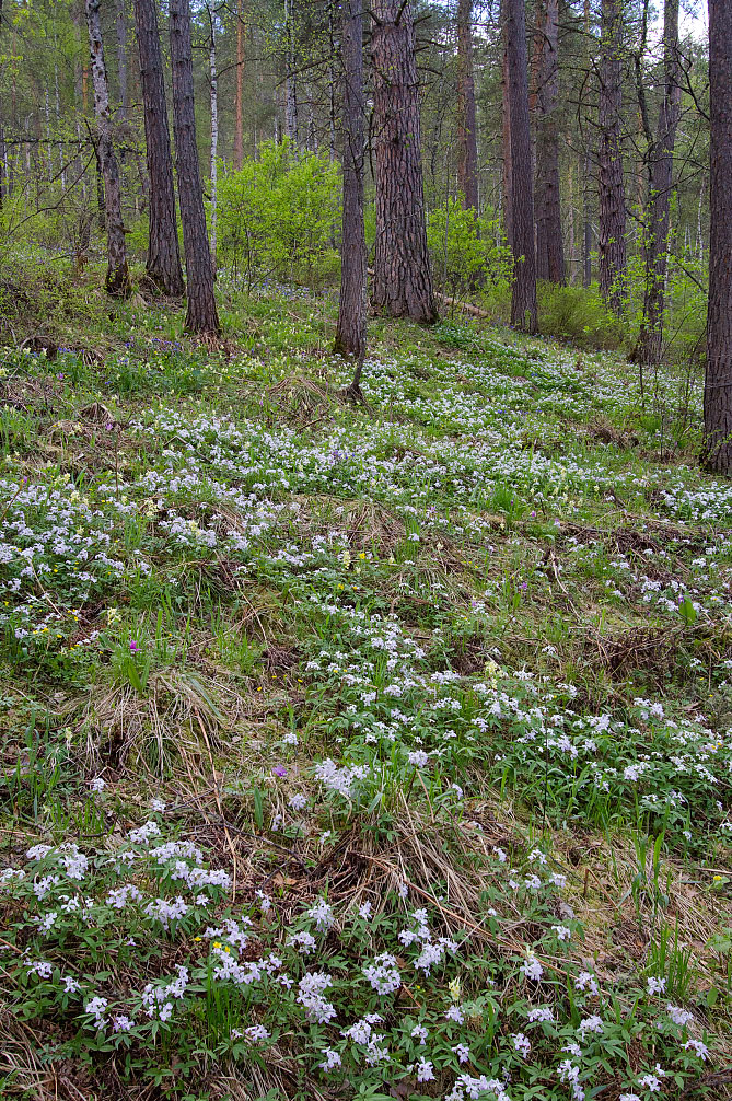 Image of Cardamine altaica specimen.