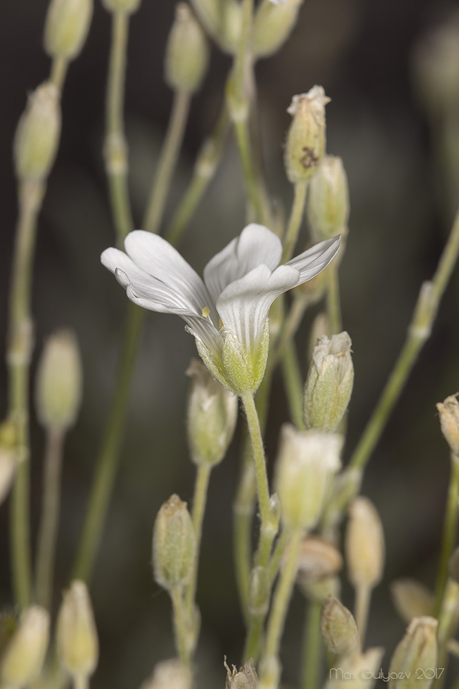 Image of genus Cerastium specimen.