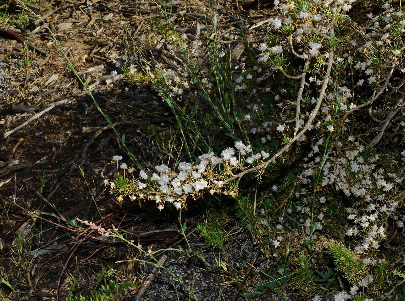 Image of Euryops multifidus specimen.