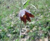 Fritillaria ruthenica. Верхушка цветущего растения. Украина, Черкасская обл., Каневский р-н, Региональный ландшафтный парк \"Трахтемиров\", среди кустарников. 24 апреля 2010 г.