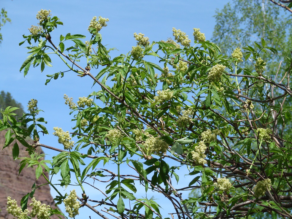 Изображение особи Sambucus sibirica.