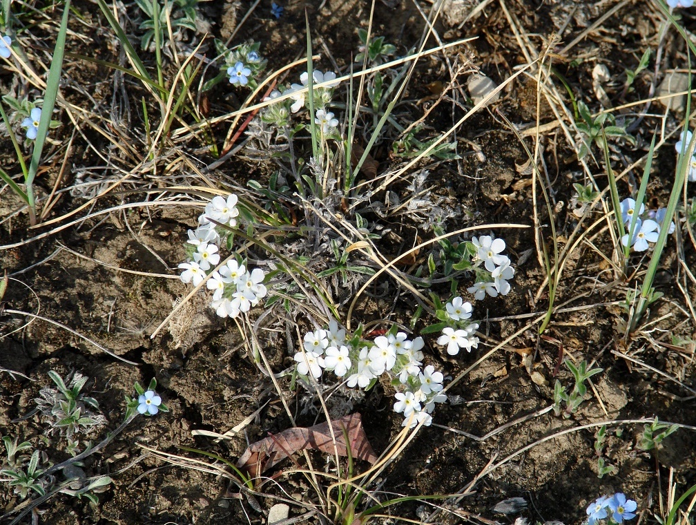 Image of Amblynotus rupestris specimen.