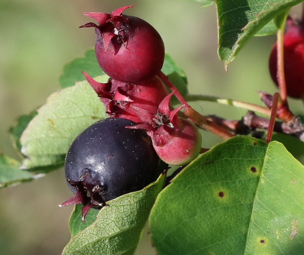 Image of Amelanchier alnifolia specimen.