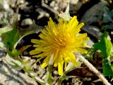 Taraxacum tenuisectum